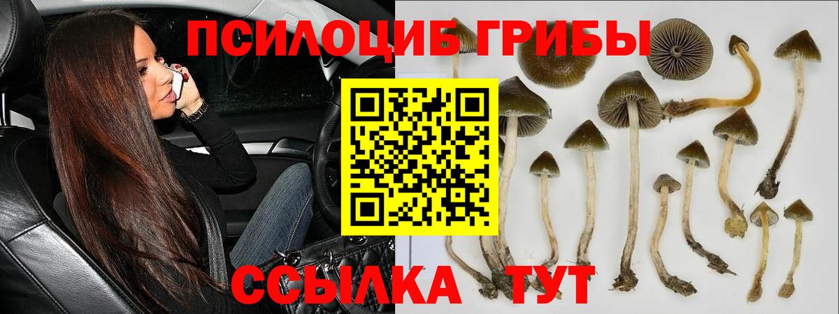 Псилоцибиновые грибы Psilocybe  Вход с VPN  Нижний Новгород 